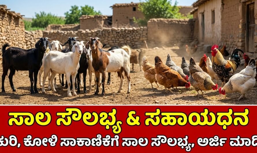 Animal Shed Subsidy Scheme | ಕುರಿ, ಕೋಳಿ ಮತ್ತು ಮೇಕೆ ಸಾಕಾಣೀಕೆ ಷೆಡ್ ನಿರ್ಮಾಣಕ್ಕೆ ಕೇಂದ್ರ ಸರ್ಕಾರದಿಂದ ₹10,00,000 ಸಹಾಯಧನ – ಸಂಪೂರ್ಣ ಮಾಹಿತಿ
